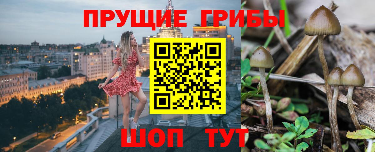 Псилоцибиновые грибы Psilocybine cubensis  Вход с VPN  Котовск  купить  сайты  Псилоцибиновые грибы мицелий 
